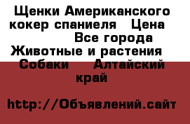 Щенки Американского кокер спаниеля › Цена ­ 15 000 - Все города Животные и растения » Собаки   . Алтайский край